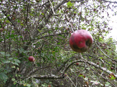 Apple tree with fruit