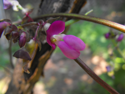 Cherokee Trail of Tears bean flower
