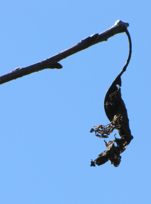 Dead cherry leaf