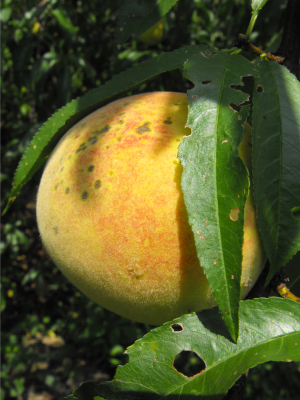 Ripe peach