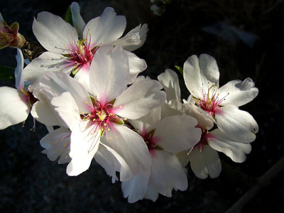 Almond flowers