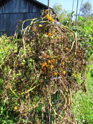 Blighted Blondkopfchen plant