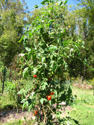 Stupice tomato plant