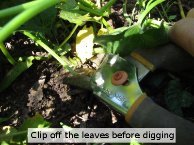 Clip off the leaves before digging sweet potatoes