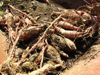 Small sweet potatoes