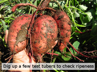 Dig test tubers to check for sweet potato ripeness