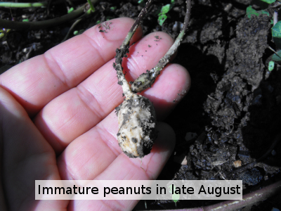 Immature peanuts in late August