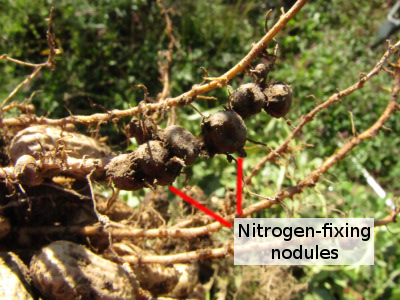 Nitrogen-fixing nodules on peanut roots