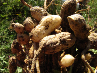 Peanuts attached to the plant roots