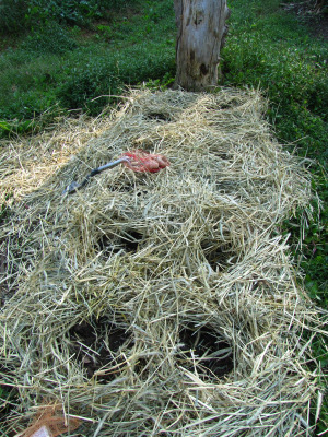 Straw mulch on a garden bed