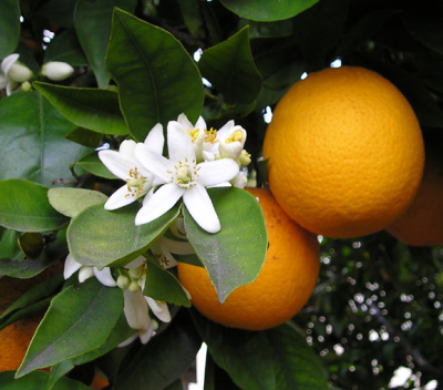 Florida orange