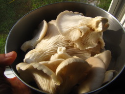 bowl of oyster mushrooms wild