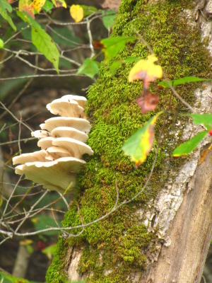wild oyster mushroom tree treat