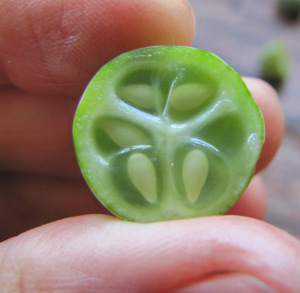 Mexican sour gherkin cut in half