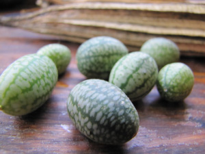 Mexican Sour Gherkins on a table in the morning light