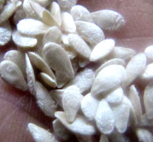 Mexican sour gherkin seeds