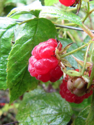 Wet raspberries