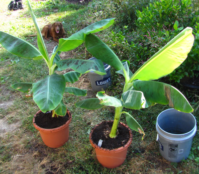 Dwarf Cavendish Bananas