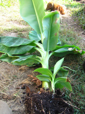 Repotting a Dwarf Cavendish Banana with pup