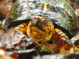 box turtle close up