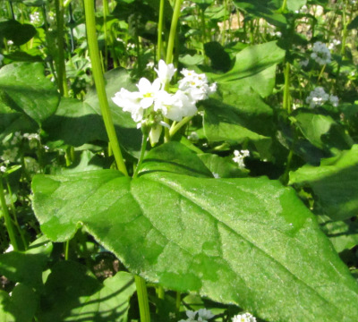 Buckwheat flowers