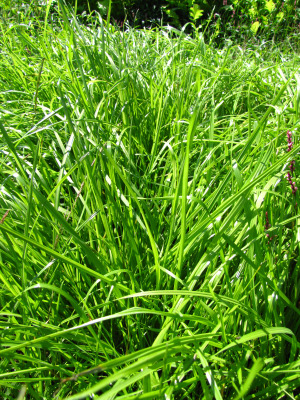 Annual ryegrass