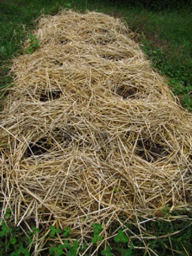 pile of straw bales for mulch