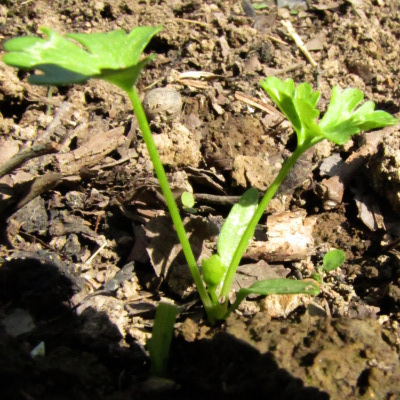 Young parsley plant