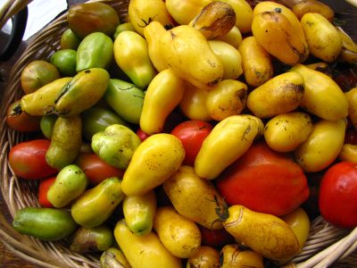 Basket of tomatoes