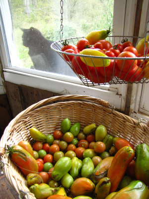 Ripening tomatoes indoors