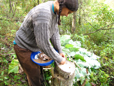 Inoculating a stump with oyster mushroom spawn