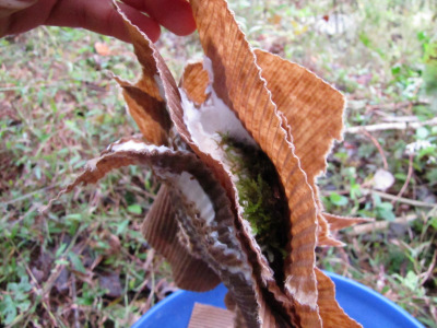 Propagating oyster mushroom spawn on cardboard