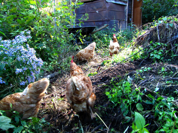 Chickens in a forest pasture