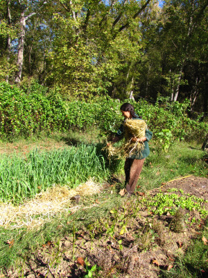 Spreading straw mulch in the garden