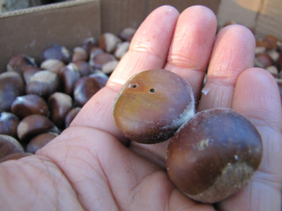 Wormy chestnuts