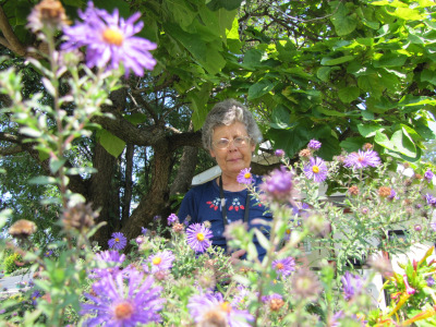 New England asters