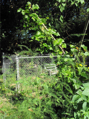 Bamboo bean poles