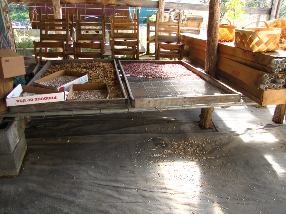 Shelling out dried beans