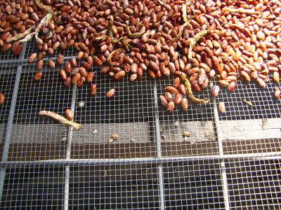 Cleaning dried beans on top of a screen