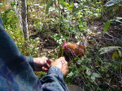 another chicken fence image