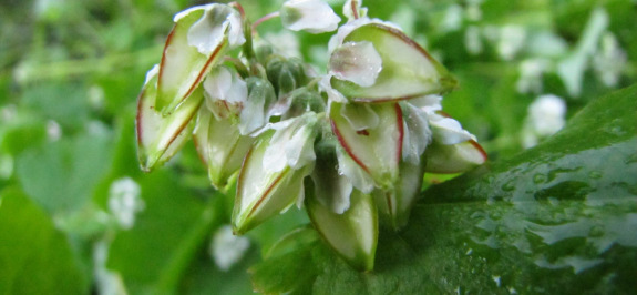 Young buckwheat fruits