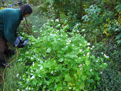 Cutting buckwheat