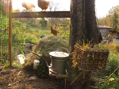 Chicken forest pasture