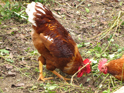 Rooster and hen sharing food