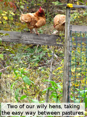Two hens, perched on the fence
