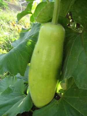 Indian Long Squash