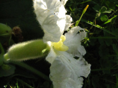 Indian Long Squash flower
