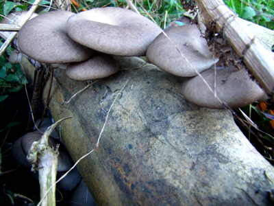 Oyster mushrooms