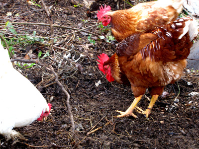 Chickens scratching through compost