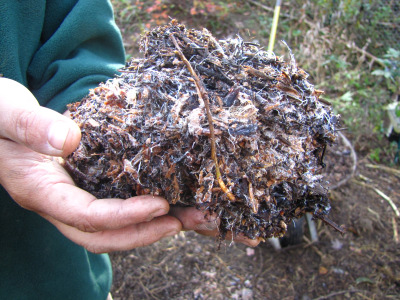 Mycelium-coated wood chips